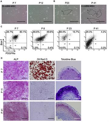 A Shaking-Culture Method for Generating Bone Marrow Derived Mesenchymal Stromal/Stem Cell-Spheroids With Enhanced Multipotency in vitro